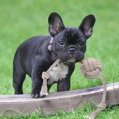 Pet Planet Chiens Happy Time Cordes pour Chien