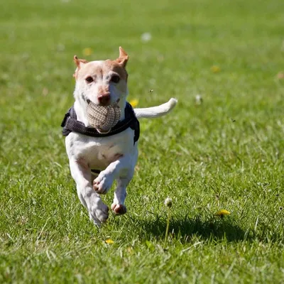 Pet Planet Chiens Happy Time Cordes pour Chien