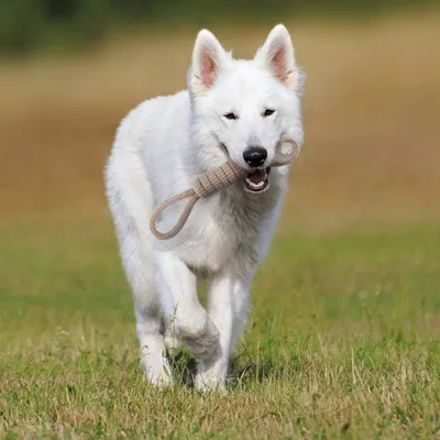 Pet Planet Chiens Happy Time Cordes pour Chien
