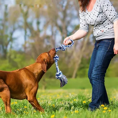 Pet Planet Chiens ToughPlay Jouet de Corde