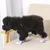 Petopia Chaussures antidérapantes pour chien