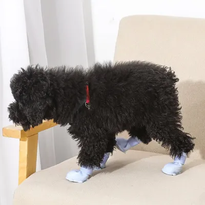 Petopia Chaussures antidérapantes pour chien