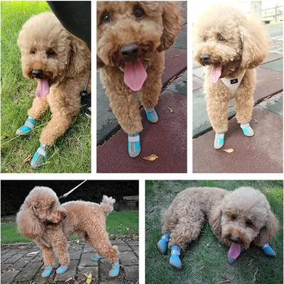 IntiMeg Schutzschuhe für Hunde IntiMeg Schutzschuhe für Hunde