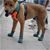 IntiMeg Chaussures de protection pour chien