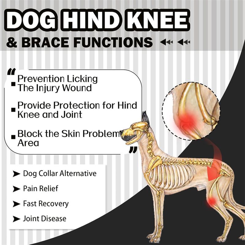 IntiMeg Ceinture de maintien des pattes du chien