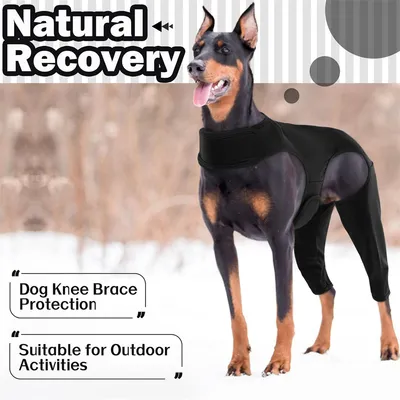 IntiMeg Ceinture de maintien des pattes du chien