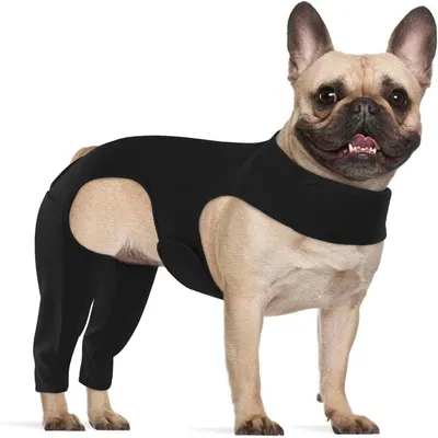 IntiMeg Ceinture de maintien des pattes du chien