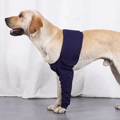 IntiMeg Ceinture de maintien des avant pattes du chien