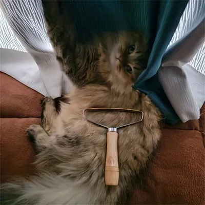 Pet Planet Brosse à poils double face pour chats et chiens