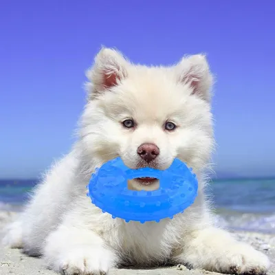 IntiMeg Jouets à mâcher pour chiens