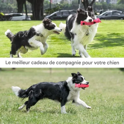 Petopia   Jouets pour chiens
