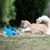 MCBOSON Jouet pour chat oiseau électrique bleu MCBOSON Jouet pour chat oiseau électrique bleu
