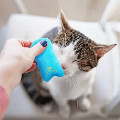 IntiMeg Jouets pour chats en herbe à chat