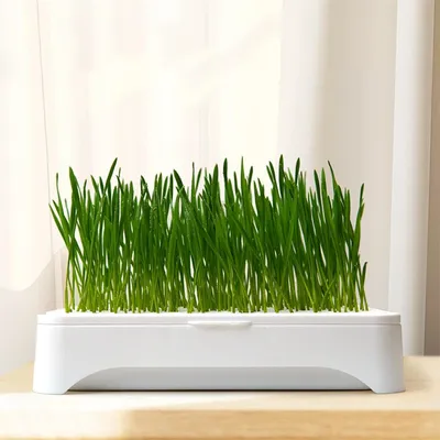 IntiMeg Jardinière Hydroponique pour Chat