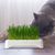 IntiMeg Jardinière Hydroponique pour Chat
