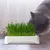 IntiMeg Jardinière Hydroponique pour Chat