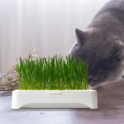 IntiMeg Jardinière Hydroponique pour Chat