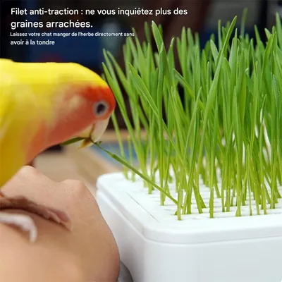 IntiMeg Jardinière Hydroponique pour Chat