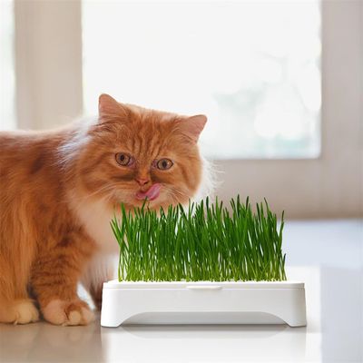 IntiMeg Jardinière Hydroponique pour Chat