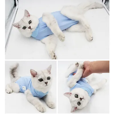 Petopia Combinaison de convalescence pour chat