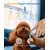Tondeuse pour pattes et pelage Oneisall RFC-676 - Toilettage pour chiens