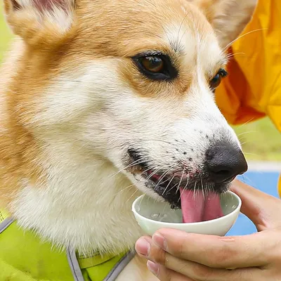 Petopia Botella de agua portátil para perros
