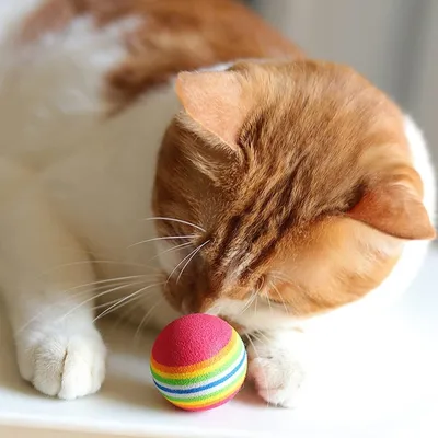 Pet Planet Animaux de Compagnie 20 Pièces Jouet Balle en Mousse