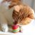Pet Planet Animaux de Compagnie 20 Pièces Jouet Balle en Mousse