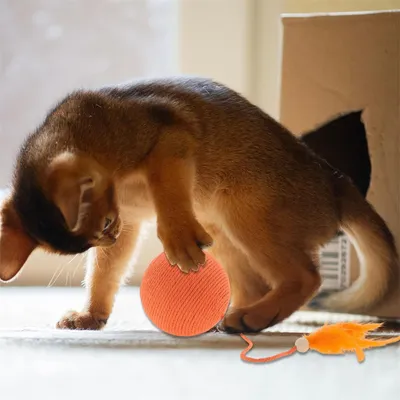 IntiMeg Balle interactive pour chat avec clochette