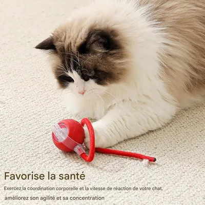 Pet Planet Chats Senting Boule de Chat en Mouvement