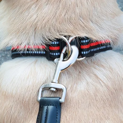 FurryFusion Collier anti - étranglement pour chien en double D