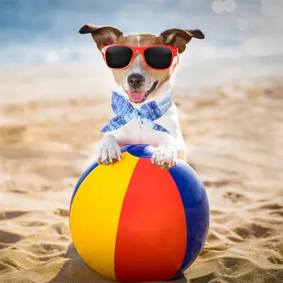 IntiMeg Collier rafraîchissant pour chien