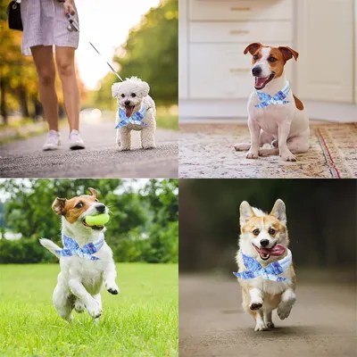 IntiMeg Collier rafraîchissant pour chien