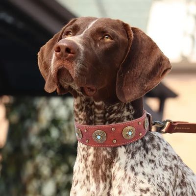 Petopia Collier en cuir vintage pour chien