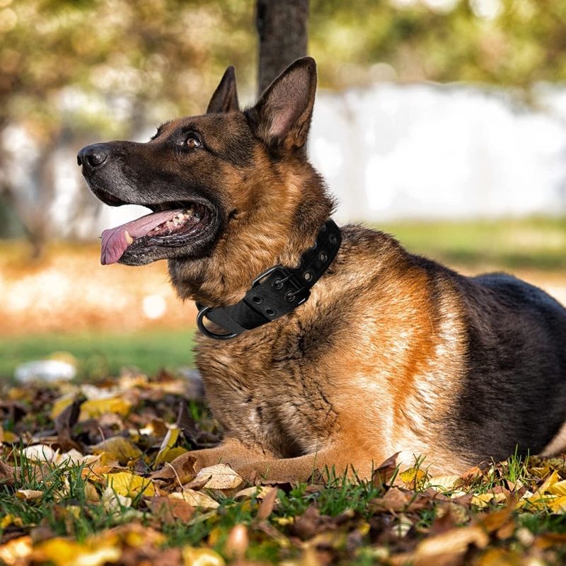 Petopia Collier tactique pour chien
