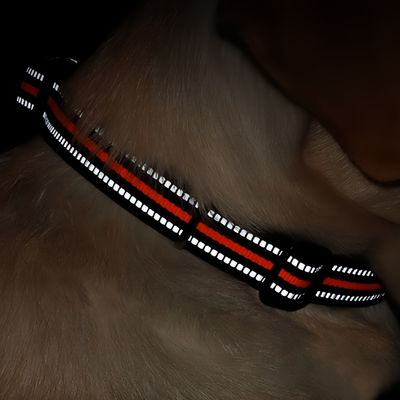 FurryFusion Collier anti - étranglement pour chien en double D