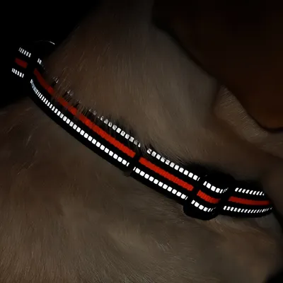 FurryFusion Collar antiahogo para perros con doble anilla en D