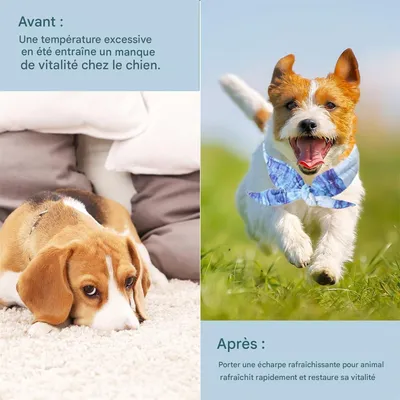 IntiMeg Collier rafraîchissant pour chien