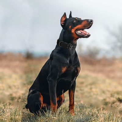 Petopia Collier tactique pour chien