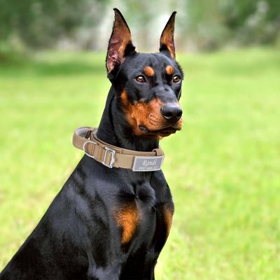 Petopia Collier tactique personnalisé pour grand chien