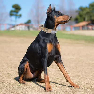 Petopia Collier tactique personnalisé pour grand chien