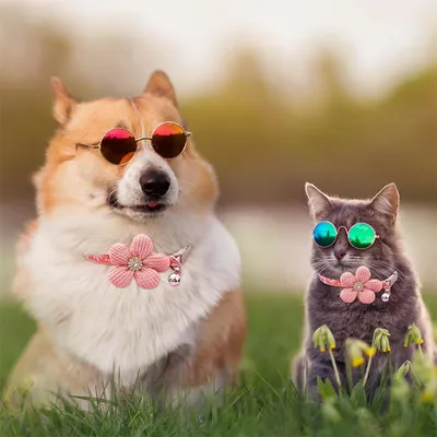 IntiMeg Collier pour petit chien avec fleur