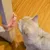 Pet Planet Chats Comfort Griffeuse