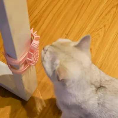 Pet Planet Chats Comfort Griffeuse