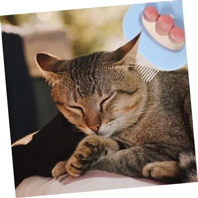 Petopia Peigne de Toilettage pour Chats et Chiens