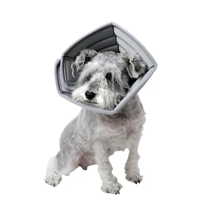 FurryFusion Collier anti-léchage pour chien Bone Imprint