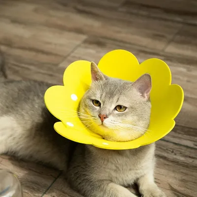 Petopia Collier élisabéthain pour animaux de compagnie