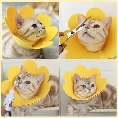 Petopia Collier élisabéthain pour animaux de compagnie