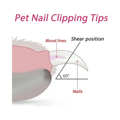 Petopia Coupe griffes chat avec sécurité