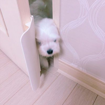 Pet Planet Ouvre Porte Automatique verrouillable pour Chiens et Chats
